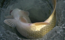 《去釣魚》第43集 遼寧盤錦冰釣大賽圓滿結束