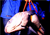 《我的家鄉有大魚》20170105 堅持到底不放棄，岳陽隊終獲大青（下）