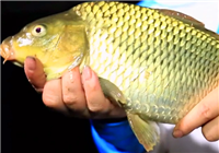 《我的家鄉有大魚》貴陽馳海隊千島湖作戰大魚行（下）