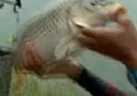 《星動四海》四海釣魚頻道之 第16期