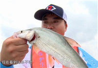 《野釣江湖》第15集 海南南麗湖路亞野釣獲紅鮹魚