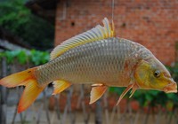 《媛來如此》地瓜講解鯉魚拉餌的制作方法