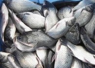 《媛來如此》地瓜講解黑坑釣滑魚的調釣方法
