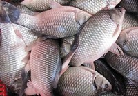 《媛來如此》地瓜講解垂釣大鯽魚餌料的制作方法
