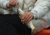 《媛來如此》第二季 冬季黑坑紅蟲釣鯽魚