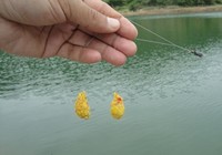 《媛來如此》地瓜講解鯽魚搓餌的制作技巧
