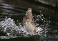 《媛來如此》地瓜講解夏季鯉魚餌料的搭配技巧