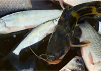 《媛來如此》第二季 盤錦紅旗水庫冰釣白條魚