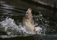 《媛來如此》地瓜講解黑坑競技池釣猾口鯉魚的調漂技巧