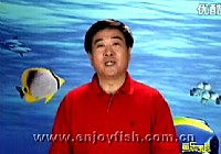 《魚樂無限》2011 第1期 關于握竿姿勢的問題