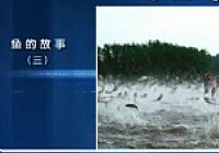 《魚樂無限》2014 第17期 魚的故事三