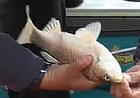 《魚樂無限》2014 第28期 水庫掐魚