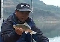 《魚樂無限》2014 第26期 九尾連珠
