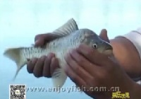 《魚樂無限》2014 第45期 去春盛達試標（六）