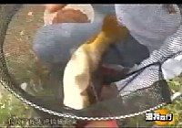 《漁我同行》第52集 漁行棲鳳湖