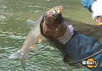 《漁我同行》第244集 化老再擒大魚