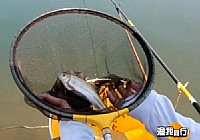 《漁我同行》第246集 化老釣獲桃花魚