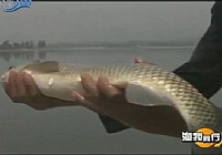 《漁我同行》第259集 堅守長城水庫釣魚視頻