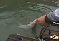 《漁我同行》第71集 山水大鯉