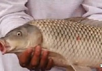 《漁我同行》第86集 初探魚情