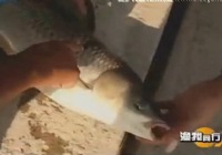 《漁我同行》第263集 小崔釣草魚