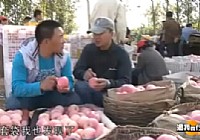 《漁我同行》第65集 蘋果熟了