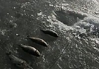 《CCTV5釣魚教學冰釣秘籍》第3集