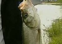《水中掠食者》CCTV5水中掠食者 第4集