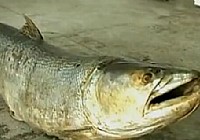 《水中掠食者》CCTV5水中掠食者 第1集