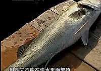 《水中掠食者》CCTV5水中掠食者大連行