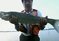 《水中掠食者》CCTV5水中掠食者 第5集