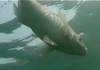 《游釣中國》第07集 垂釣沿灘水庫