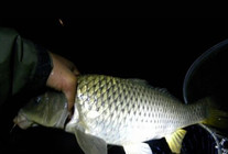 李大毛《游釣中國》第24集 撫州潘橋水庫夜釣大鯉魚