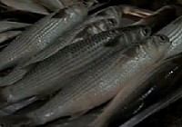 《游釣中國》第59集 海南瓊海收獲羅非魚（上）