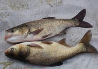 李大毛《游釣中國》第50集 江蘇太倉千步湖釣鯽擒花鰱