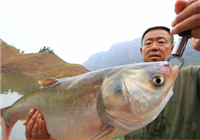 《游釣中國》第2季04集 牂牁江碼頭釣獲鰱鳙