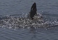 《游釣中國》第26集 三人大比拼