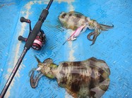 李大毛《游釣中國》第19集 深圳南澳海域路亞魷魚