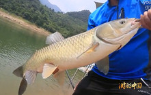 李大毛《游釣中國》第43集 探釣別山湖底層米級大草魚