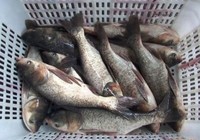 李大毛《游釣中國》第45集 四川升鐘湖庫釣大賽拋竿擒獲大鰱鳙（下）