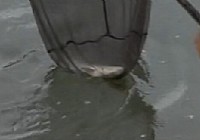 《游釣中國》第10集 垂釣曼給水庫