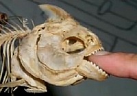 《游釣中國》第13集 路亞白鯧魚