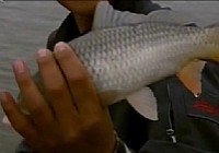 《游釣中國》第20集 垂釣月亮湖水庫