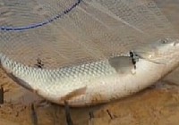 《游釣中國》第55集 松濤水庫釣草魚