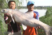 李大毛《游釣中國》第11集 八里河釣獲40斤大青魚