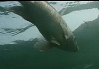 《游釣中國》第04集 垂釣羅甸高原千島湖