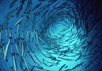 李大毛《游釣中國》第32集 遼寧盤錦臥龍湖尋釣梭魚