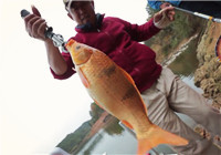 李大毛《游釣中國》第54集 重回武寧手竿擒獲大紅鯉魚