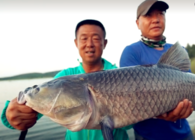 《游釣中國》第四季 第30集 放竿棗陽鳊魚連竿 華陽河畔底物難尋
