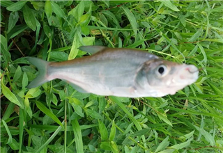 釣草魚的三個餌料配方，簡單易上魚